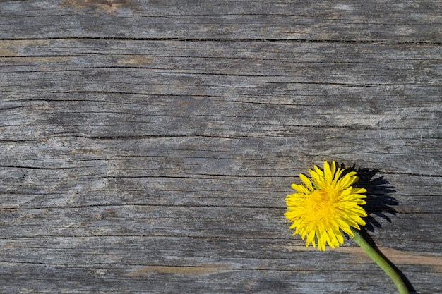 Un diente de león amarillo se encuentra en una superficie de madera.