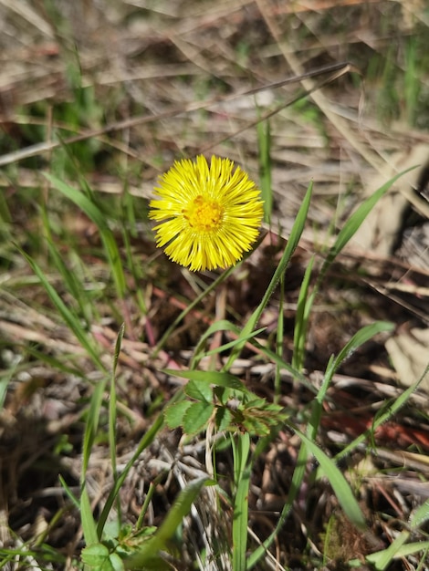 Un diente de león amarillo está en la hierba y la hierba crece en primer plano.