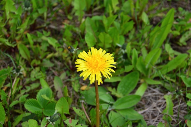 Un diente de león amarillo está en el suelo en el primer plano aislado de hierba