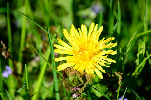 un diente de león amarillo floreciente en la hierba verde