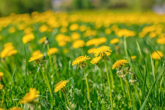 diente de león amarillo Glade con flores amarillas Tussilago farfara en el campo en primavera brillante