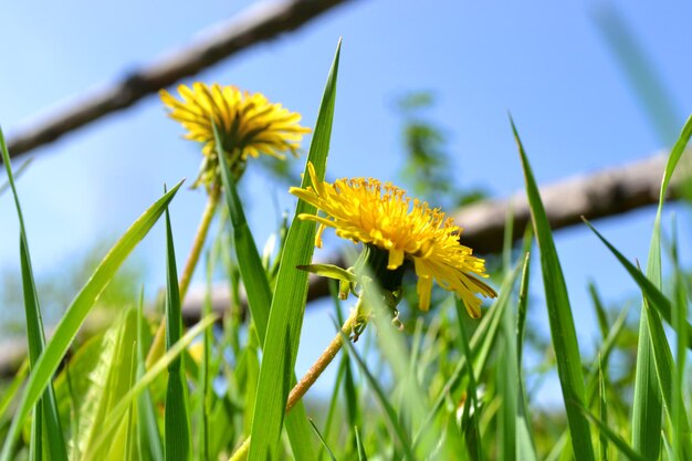 Diente de león amarillo en la hierba verde contra un cielo azul