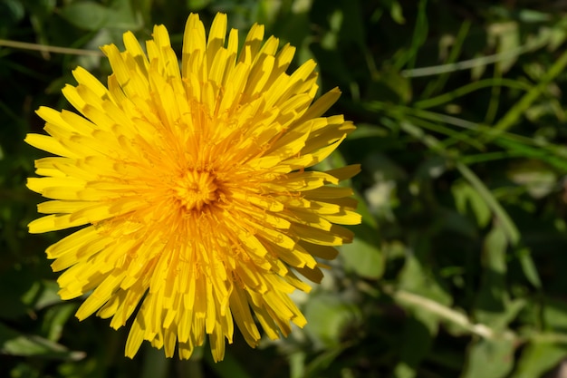 Diente de león amarillo en hierba verde en el prado