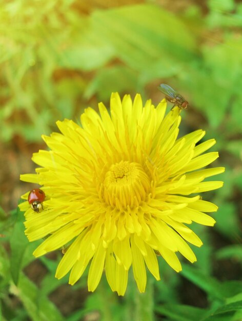 Diente de león amarillo con mariquita