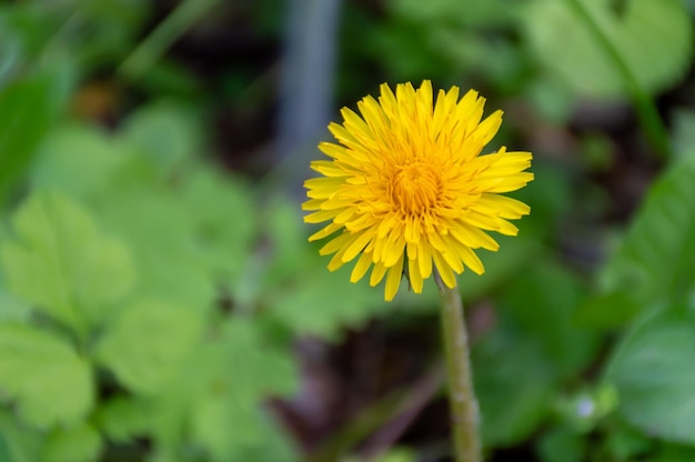 Diente de León amarillo en pasto verde