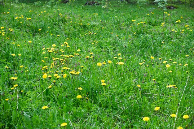 Diente de león amarillo en la pradera en verano, campo de flores fondo de naturaleza