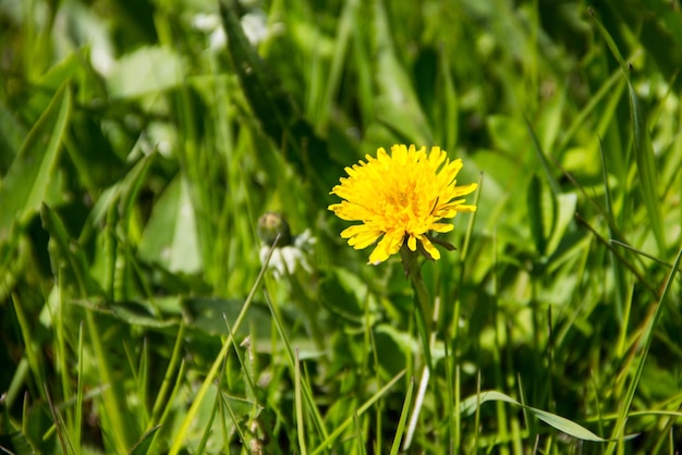 Diente de león amarillo en la pradera