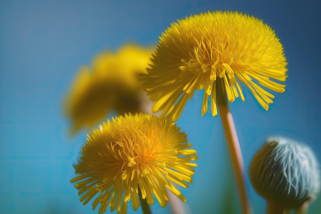 Diente de león amarillo en un prado contra un cielo azul en la cálida macro de primavera o verano