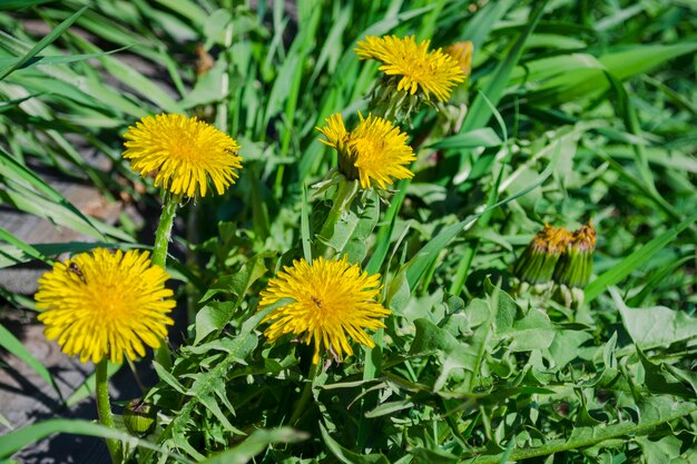 Diente de león amarillo en primavera. Hierba medicinal