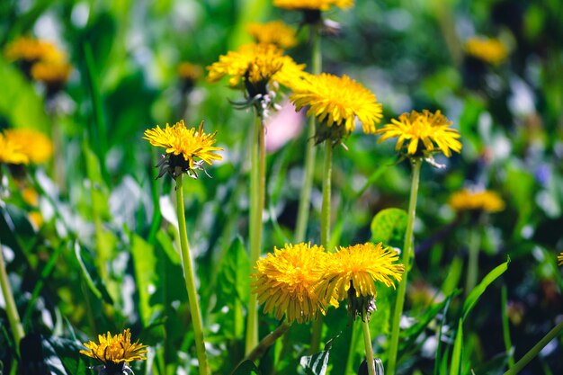 Diente de león amarillo en primavera. Hierba medicinal