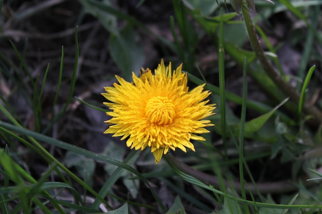 Diente de león amarillo de primavera en la hierba verde