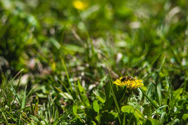 Diente de león amarillo con primer plano de abeja sobre fondo borroso Flores con hojas verdes con bokeh Foto de nueva vida Foto para el Día de la Tierra el 22 de abril