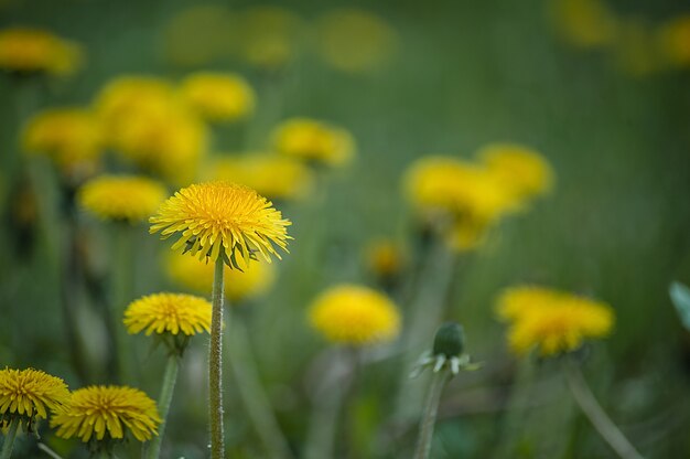 Diente de león amarillo primer plano estambre