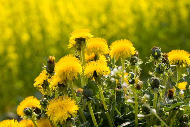 Diente de león amarillo