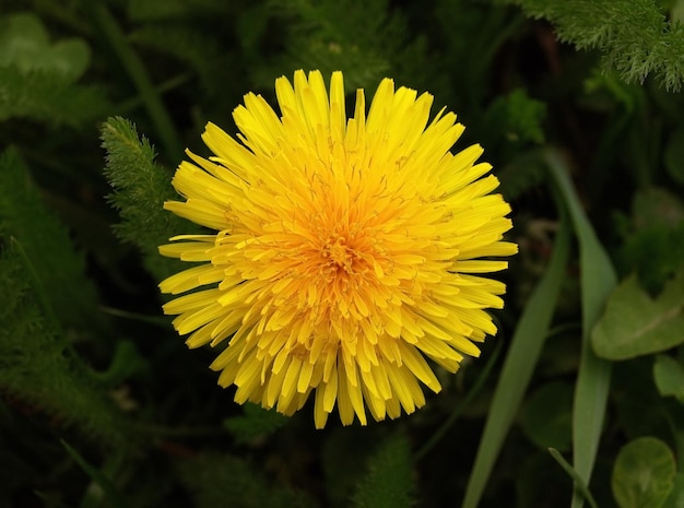 Diente de león amarillo