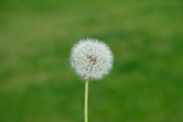 Diente de león blanco en el campo Diente de león