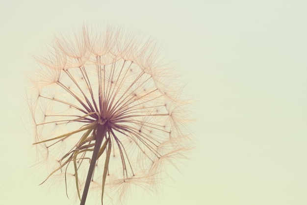 Foto diente de león blanco contra el cielo azul