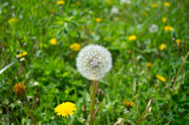 Un diente de león blanco esponjoso en la hierba con otros dientes de león amarillos Fotografía macro con bokeh