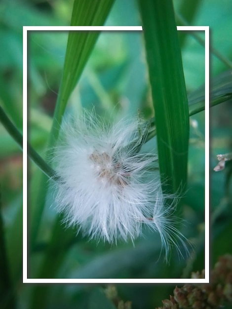 Un diente de león blanco está en un campo verde con un marco blanco