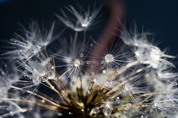 Diente de león blanco con gotas de agua