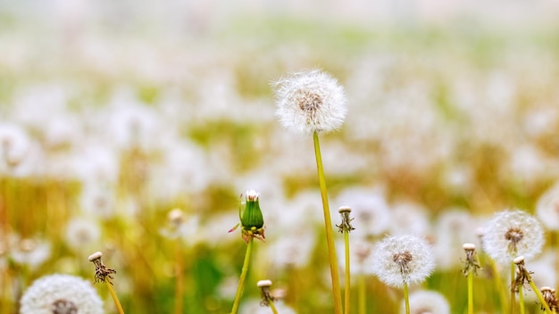 Diente de león blanco en primavera en un prado Fondo de primavera