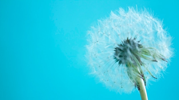 Foto diente de león blanco sobre fondo azul con espacio de copia