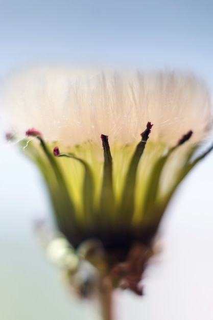 diente de león blanco sobre un fondo gris