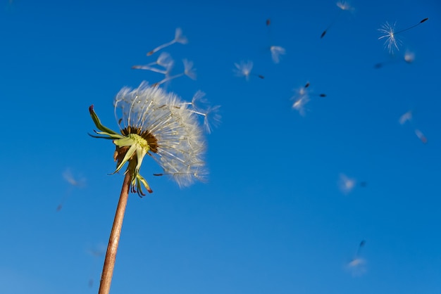 Diente de león blanco solitario en un cielo azul como símbolo de renacimiento o el comienzo de una nueva vida. concepto de ecología