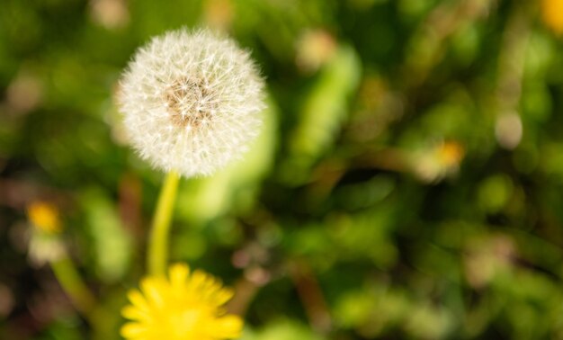 Diente de león blowball flor macro naturaleza belleza enfoque selectivo y espacio de copia