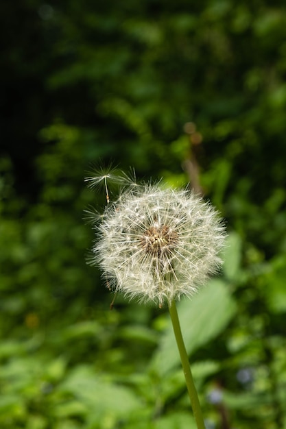 Diente de León en el bosque en una naturaleza verde