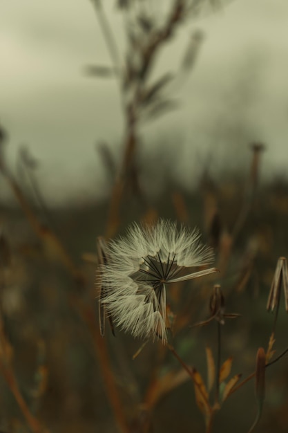 Un diente de león en un campo con un cielo nublado al fondo.