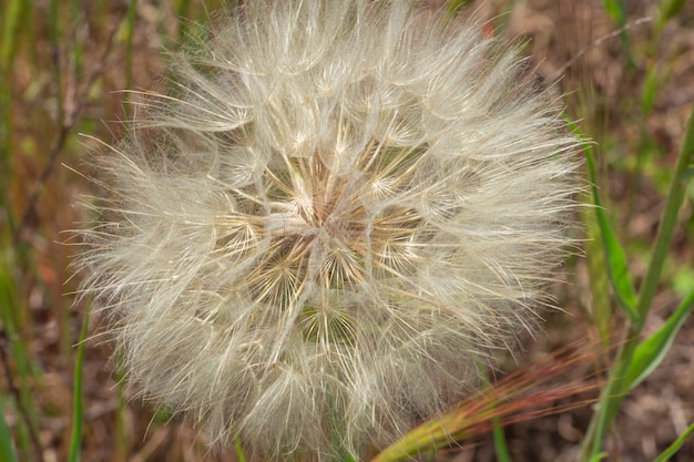 Diente de león en un campo en los rayos del sol flor de aire