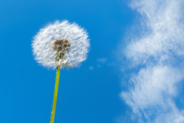 Un diente de león en un cielo azul Fondo de pantalla de primavera y verano