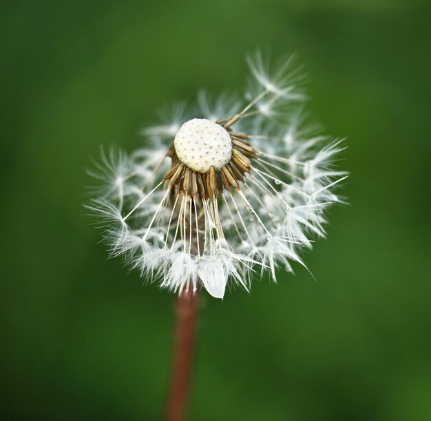 El diente de león contra el fondo de hierba verde