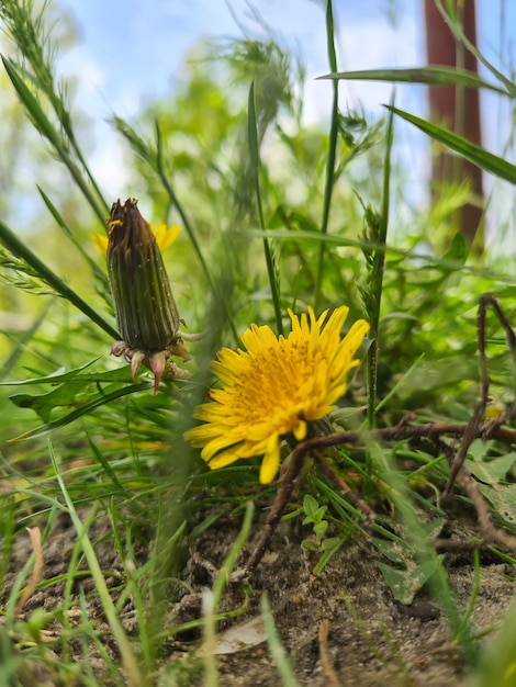 Un diente de león crece en la hierba y la hierba es amarilla.