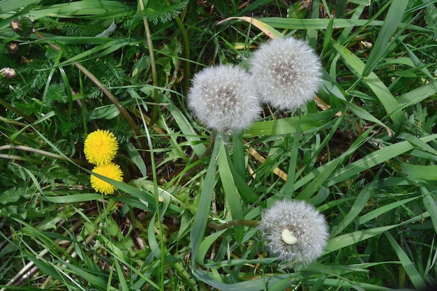 Foto los diente de león crecen entre la hierba verde amarilla