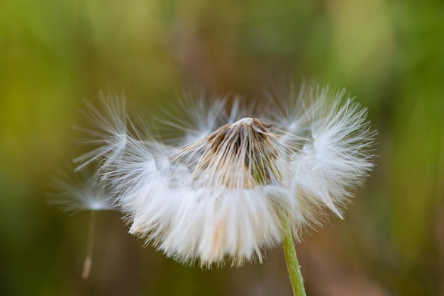 Diente de león, detalles de un diente de león dejando caer sus semillas, fondo abstracto, enfoque selectivo.