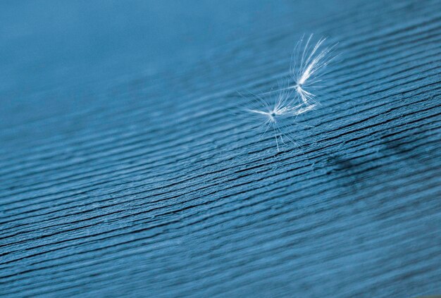 Diente de león en un enfoque selectivo de fondo de madera azul