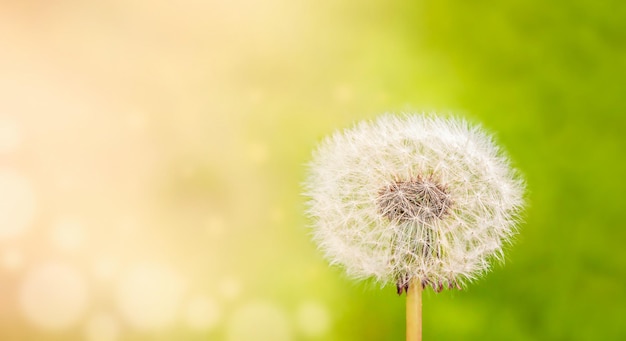 Diente de león esponjoso blanco sobre un fondo verde al sol