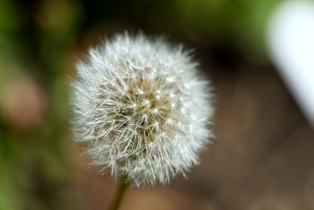 Diente de león esponjoso blanco Taraxacum officinale sobre un fondo borroso verde y marrón