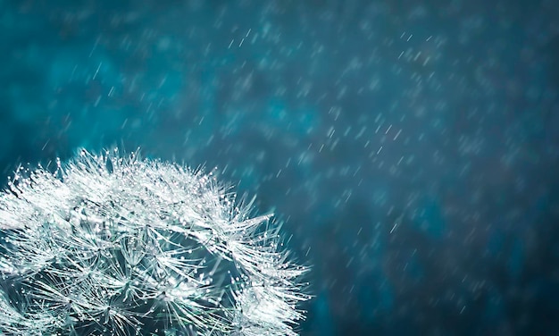 Foto diente de león esponjoso con gotas de lluvia sobre un fondo azul