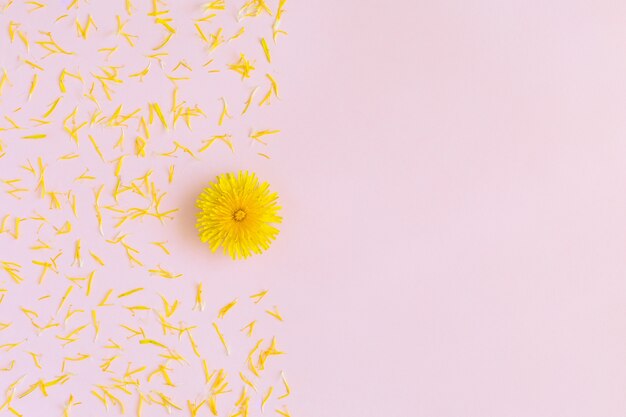 Diente de león flor amarilla con pétalos flatlay en rosa con espacio de copia