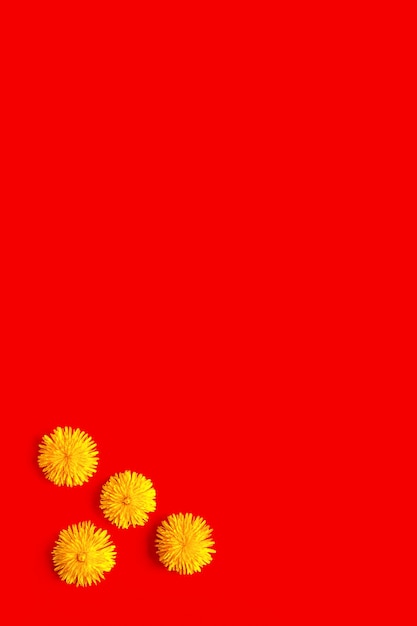 Diente de león flor amarilla sobre fondo rojo en la composición de la esquina plana sentar con espacio de copia
