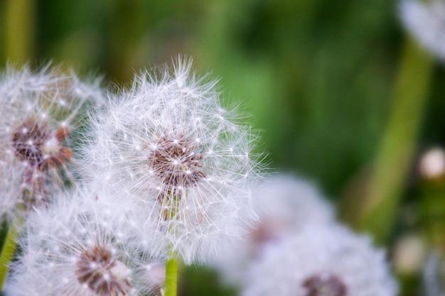 El diente de león en flor es un prado de flores blancas y esponjosas.