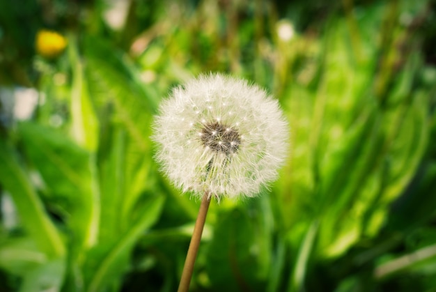 Diente de león flor de primavera