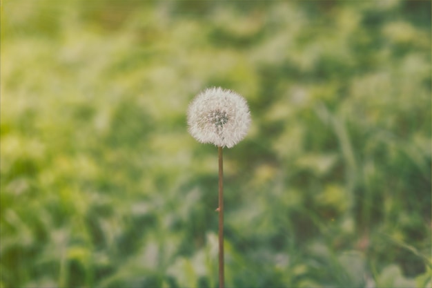 Un diente de león floreció sobre un fondo verde