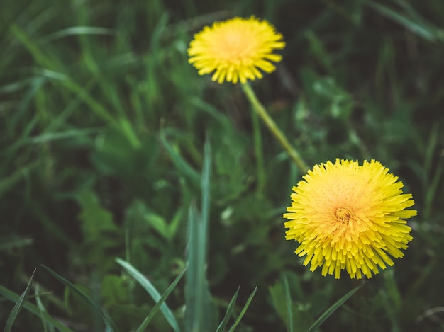 Diente de león. Fondo de la naturaleza