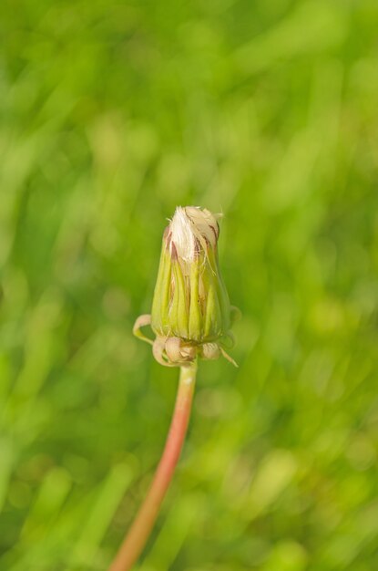 Diente de león en el fondo del prado