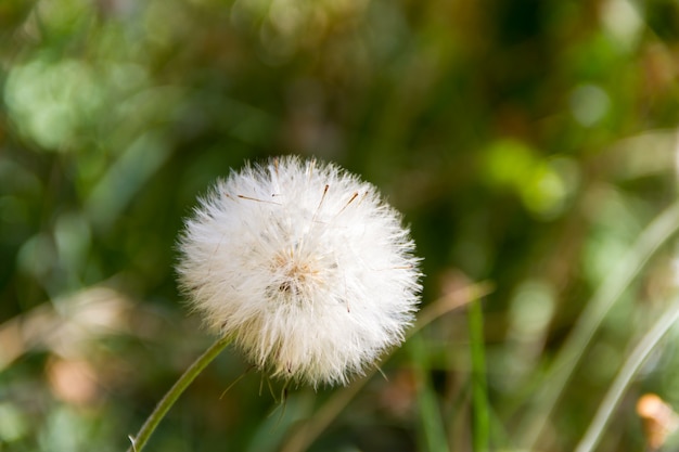 diente de león de fondo de primavera