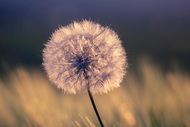 Diente de león en el fondo del sol poniente Naturaleza y botánica floral